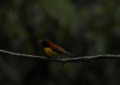 Aethopyga gouldiae