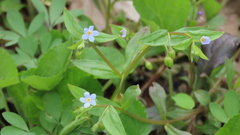 Memoremea scorpioides