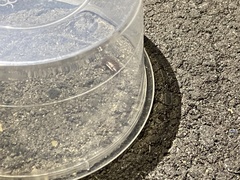 Blattodea