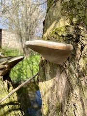 Phellinus igniarius trivialis