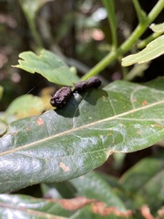 Chrysopilus basilaris