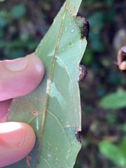 Chrysopilus basilaris