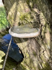 Phellinus igniarius trivialis