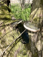 Phellinus igniarius trivialis