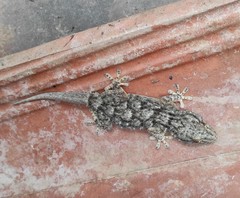 Tarentola mauritanica