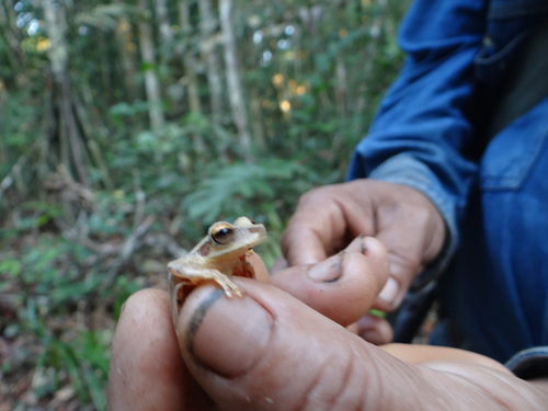 Osteocephalus castaneicola