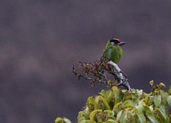 Psilopogon franklinii