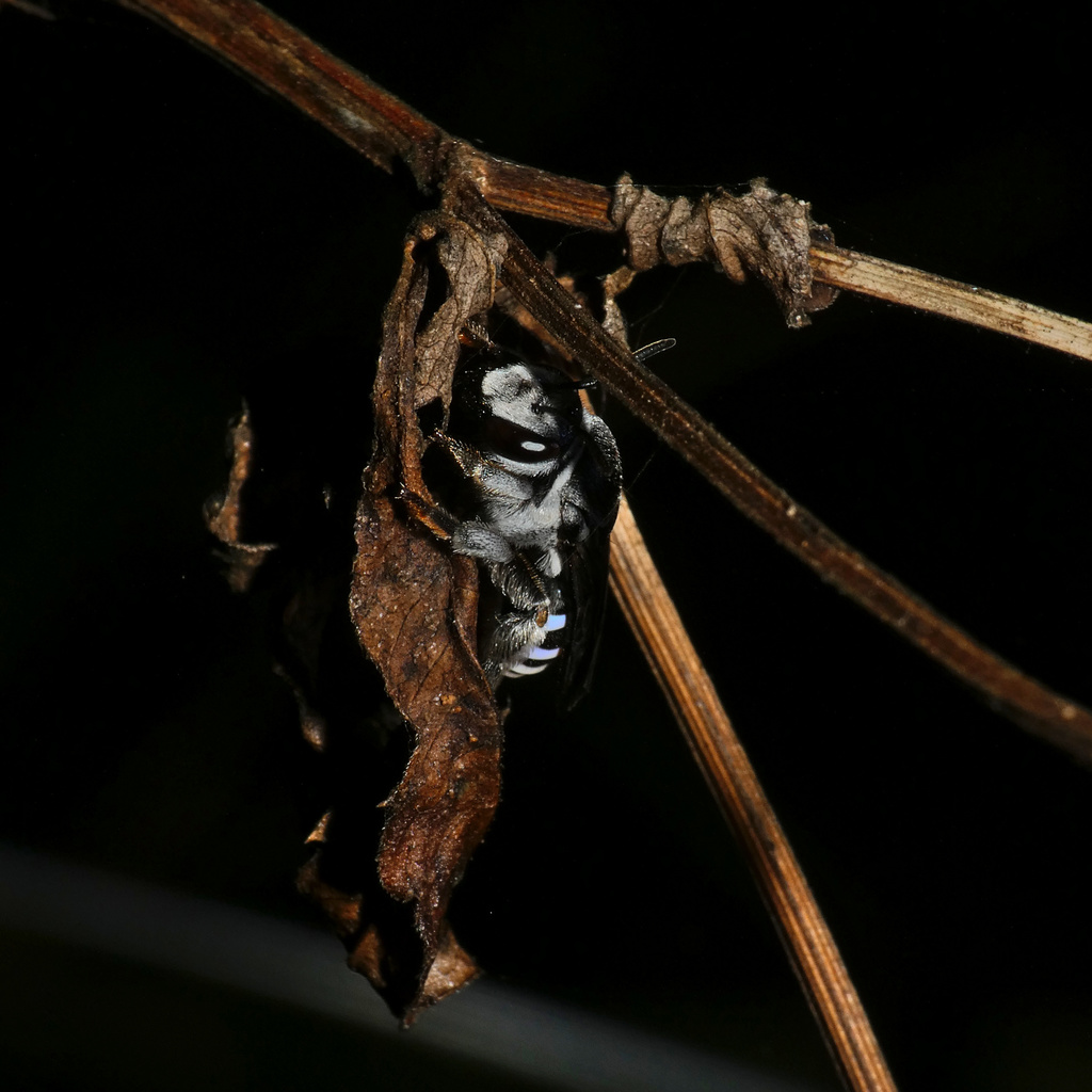 Nomia maculata
