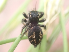 Philaeus chrysops
