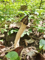 Morchella semilibera