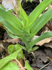 Tradescantia ozarkana