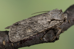 Lithophane ornitopus