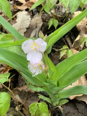 Tradescantia ozarkana