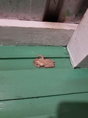 Osteopilus dominicensis