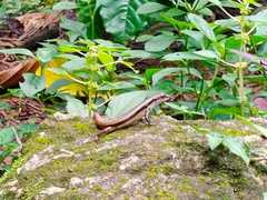 Sphenomorphus dussumieri