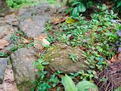 Sphenomorphus dussumieri