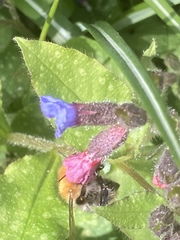Pulmonaria officinalis