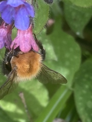 Pulmonaria officinalis