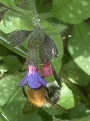 Pulmonaria officinalis