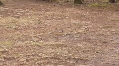 Fringilla coelebs