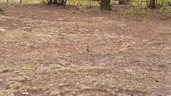 Fringilla coelebs