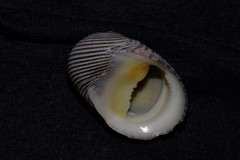 Nerita balteata