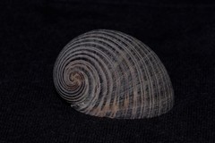 Nerita balteata
