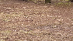 Fringilla coelebs