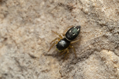 Heliophanus melinus