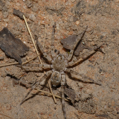 Hippasosa