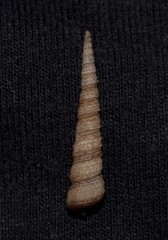 Turritella cingulifera