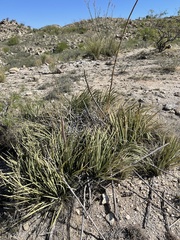 Agave schottii schottii