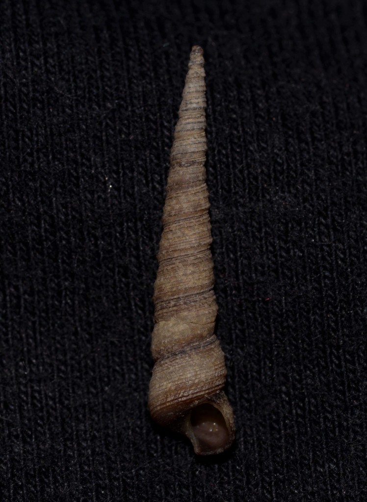 Little Screw Shell