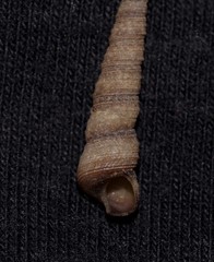 Turritella cingulifera