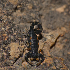 Uroplectes flavoviridis