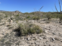 Agave schottii schottii