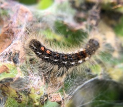 Euproctis chrysorrhoea