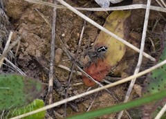 Pellenes tripunctatus