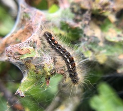 Euproctis chrysorrhoea