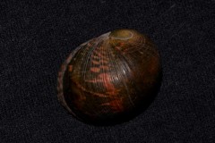 Nerita erythrostoma