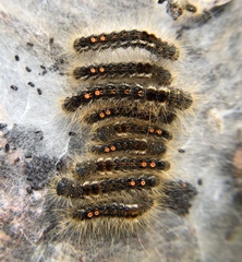 Euproctis chrysorrhoea