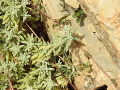 Teucrium vincentinum