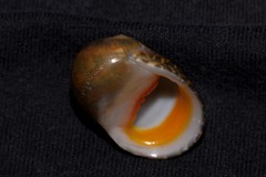 Nerita erythrostoma