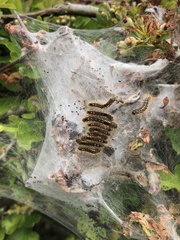 Euproctis chrysorrhoea