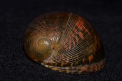 Nerita erythrostoma