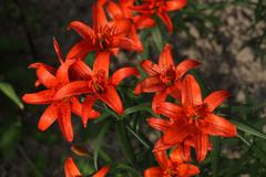 Lilium concolor partheneion