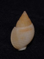 Nassarius crematus