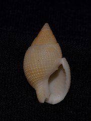 Nassarius crematus