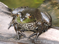 Lithobates catesbeianus
