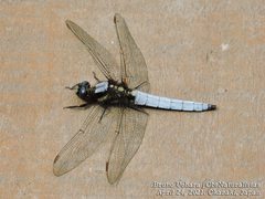 Orthetrum japonicum
